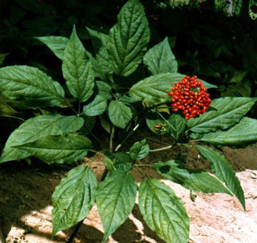 林源珍寶|參茸特產|林源珍寶參茸 >> 產品中心