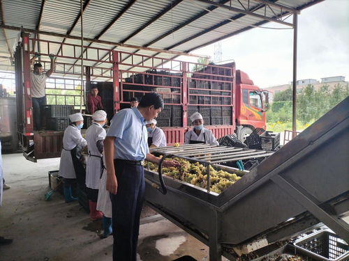 學(xué)黨史 辦實事 我校農(nóng)產(chǎn)品加工科技服務(wù)團(tuán)隊赴阿瓦提刀郎慕薩萊思公司開展科技服務(wù)
